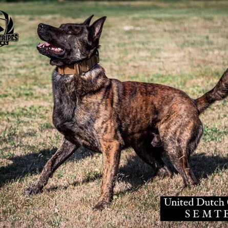 UNITED DUTCH GORDON - SEMTEX -