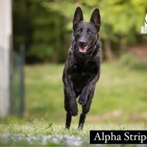 Alpha Stripes CLEA