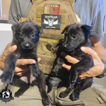 C Litter