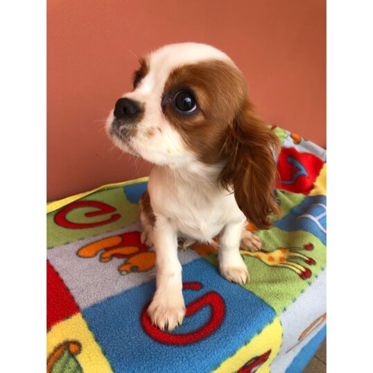 62f7c24f3e047aa7a4cff8a65d9a1dd2e2449c22