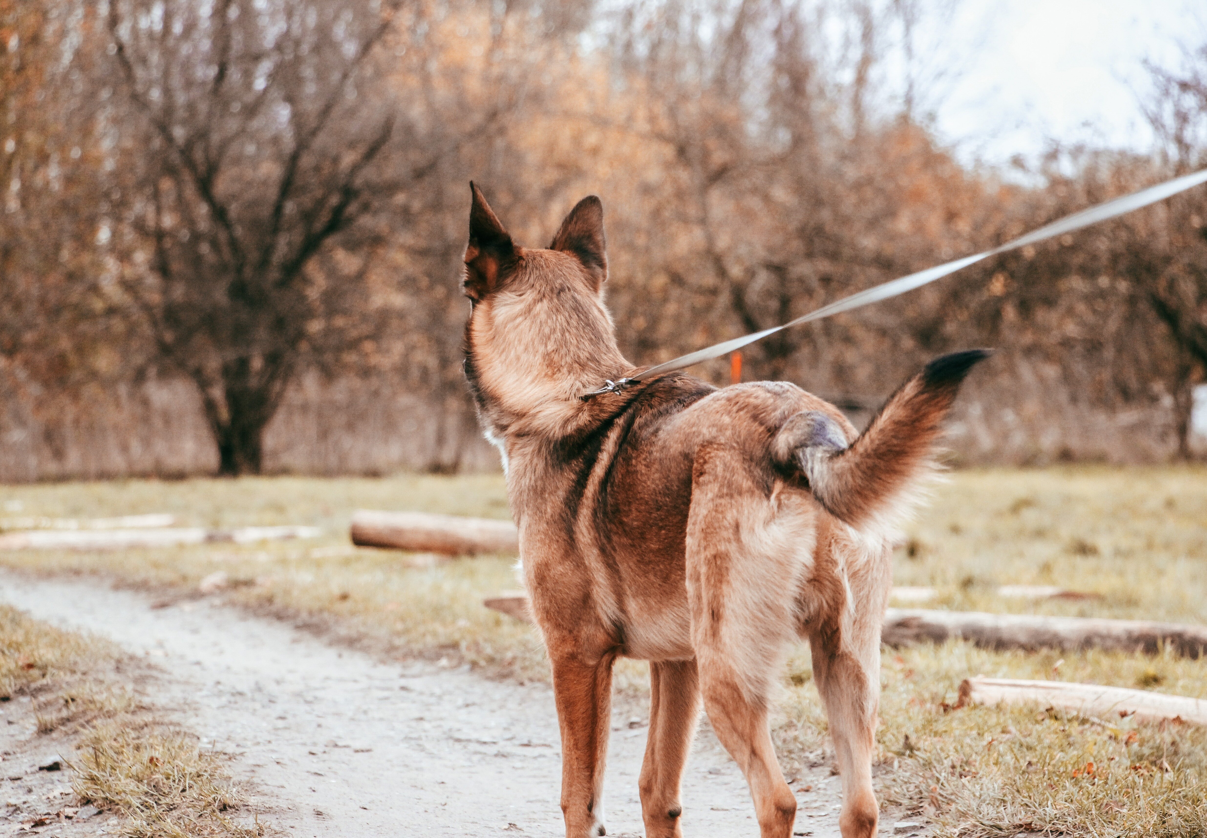 Non tutti i cani sono per tutti
