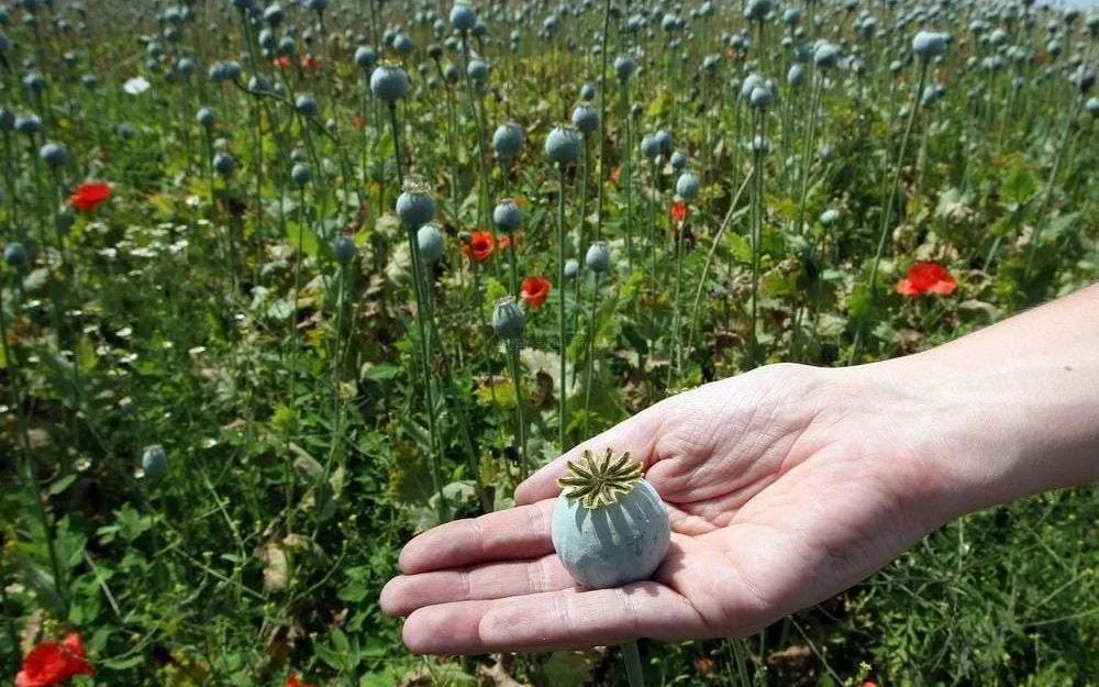 Come fare il Rachacha o Rach (Oppio Maghrebino)