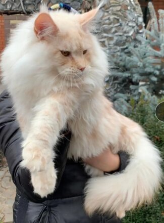 Happy House Nike gatto Maine Coon riproduttore Fortunadrago