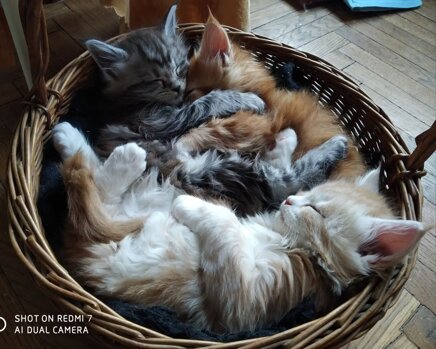 Cuccioli Maine Coon allevamento Fortunadrago Toscana Cuccioli Maine Coon allevamento Fortunadrago Toscana