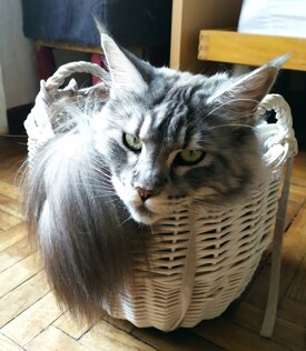 Fortunadrago Kallista gatta Maine Coon allevamento Grosseto