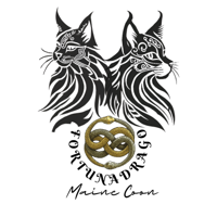 Cuccioli Maine Coon allevamento Fortunadrago Toscana