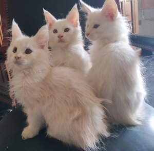 Cuccioli Maine Coon bianchi allevamento Grosseto