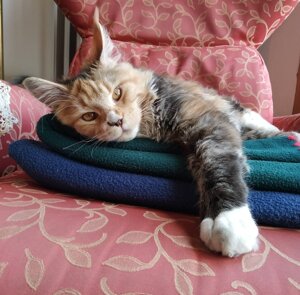 Riproduttrice Maine Coon allevamento Fortunadrago Toscana