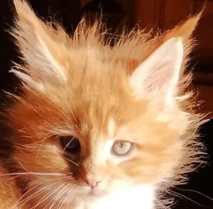 Cucciolo Maine Coon rosso Fortunadrago