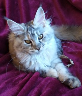 Fortunadrago Milagro gatta Maine Coon riproduttrice