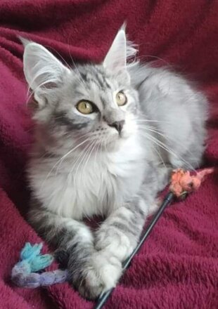 Fortunadrago Niebla gatta Maine Coon riproduttrice