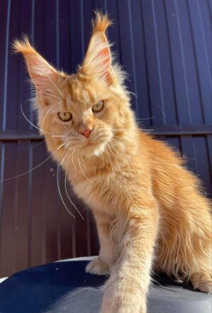 Unicum Abstractia gatto Maine Coon pedigree