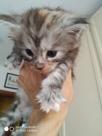Cuccioli Maine Coon allevamento Fortunadrago Toscana Cuccioli Maine Coon allevamento Fortunadrago Toscana