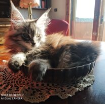 Cuccioli Maine Coon allevamento Fortunadrago Toscana Cuccioli Maine Coon allevamento Fortunadrago Toscana