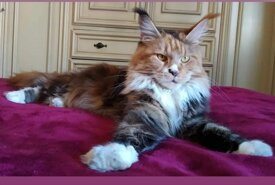 Victorycoon's Morgana gatta Maine Coon riproduttrice Toscana