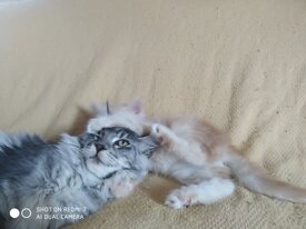 Cuccioli Maine Coon allevamento Fortunadrago Toscana Cuccioli Maine Coon allevamento Fortunadrago Toscana