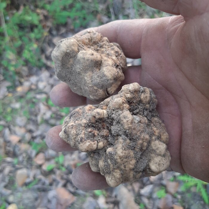 031cb1818afa8787762c80870e0477f9e60e5650