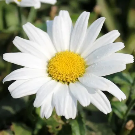 primavera