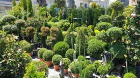 piante da esterno verdi e fiorite