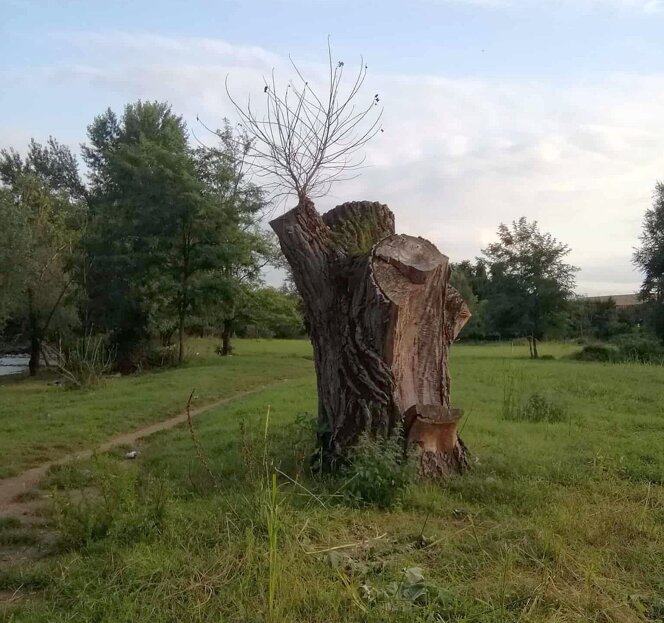 serio oasi verde 13 sito.jpeg