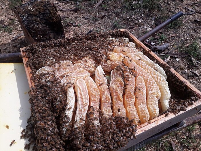 melario_naturale_sotto_coprifavo.jpeg melario_naturale_sotto_coprifavo.jpeg