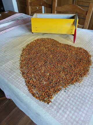 raccolta_polline_giu_25.jpeg raccolta_polline_giu_25.jpeg