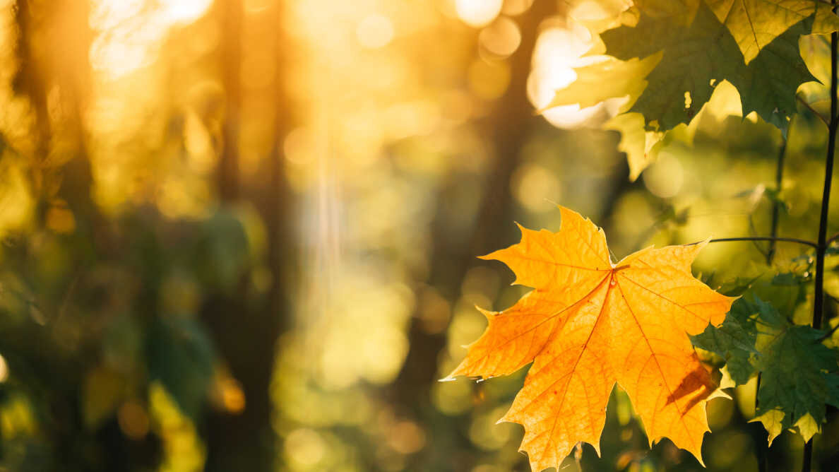 ADHD e Light Therapy: la luce solare come fattore protettivo?