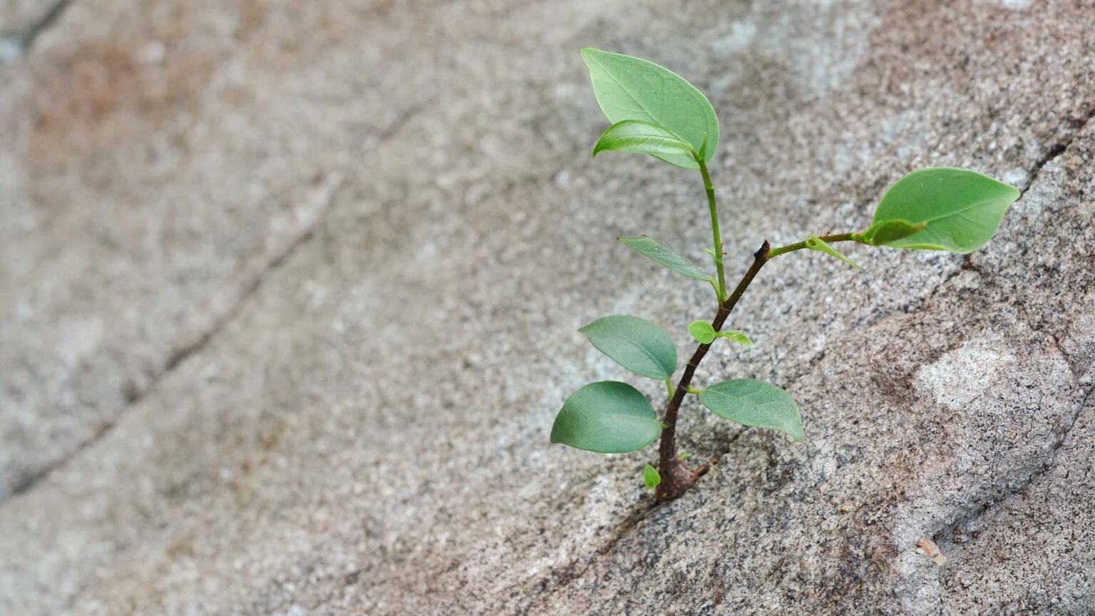 Hardiness: la scelta del proprio futuro nella post-pandemia