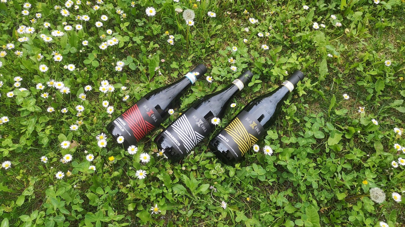 Bottiglie MAXIMA nel prato paesaggio di Barbaresco Bottiglie MAXIMA nel prato paesaggio di Barbaresco