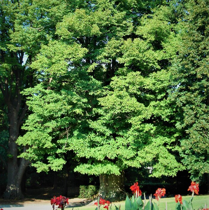 4decce5d41198e5e5508965dc57aa57704e9fcfa