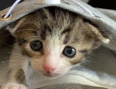 7914bef92a4b0b6d4579252c7eee08bd2864b0b4