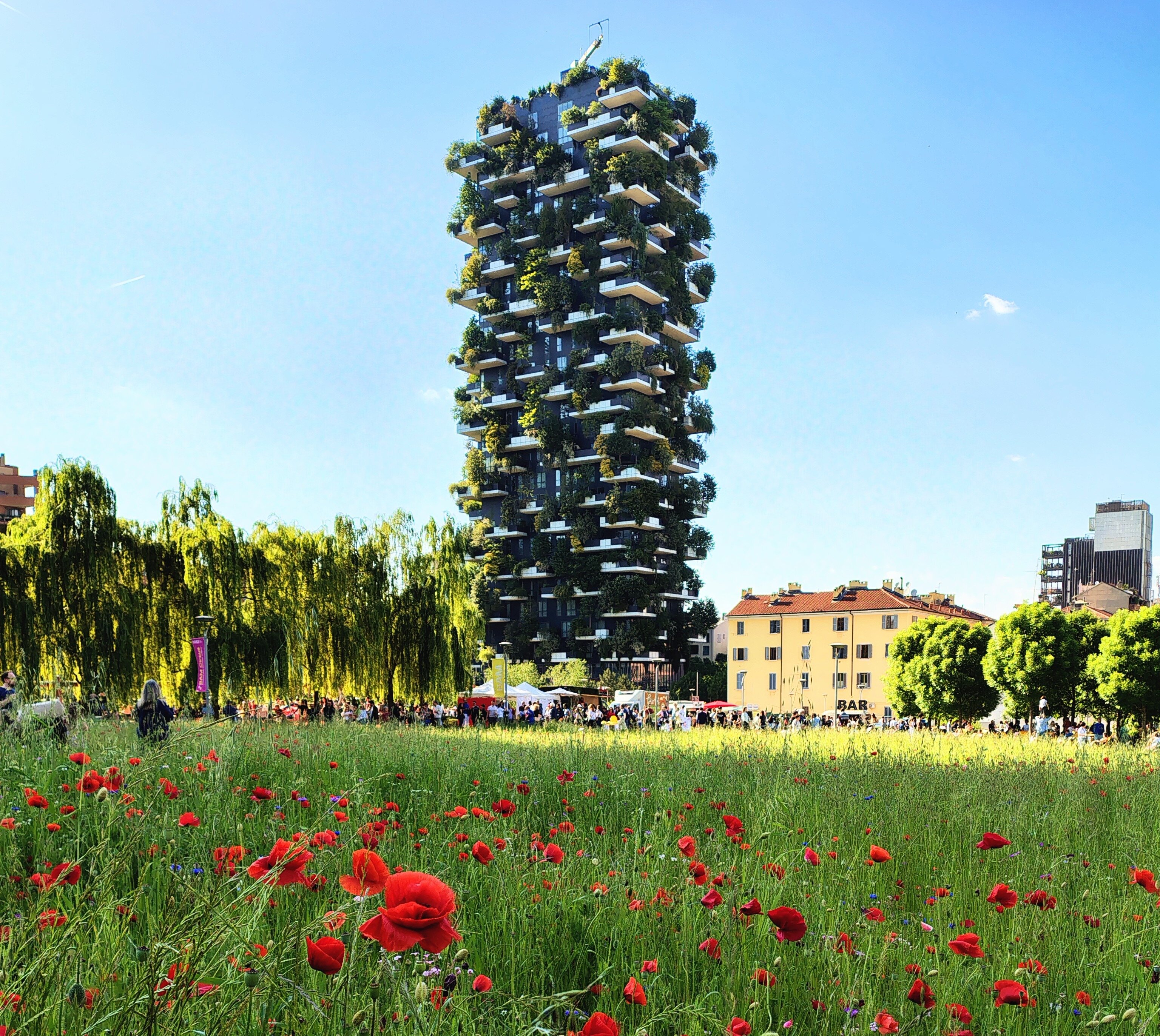Fioritura dei Papaveri alla Biblioteca degli Alberi di Milano – Primavera 2025