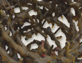 c2c55445612ed4f9878882159657694c6860e493