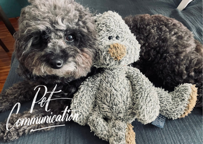 pet communication foto per newsletter 2