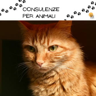 consulenze animali 2