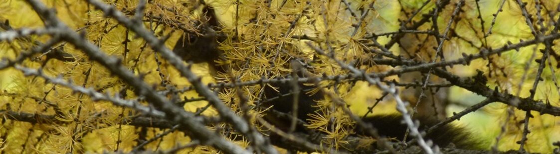 5c0cd3a4746cf912916d7418fc2c24888a3395a3