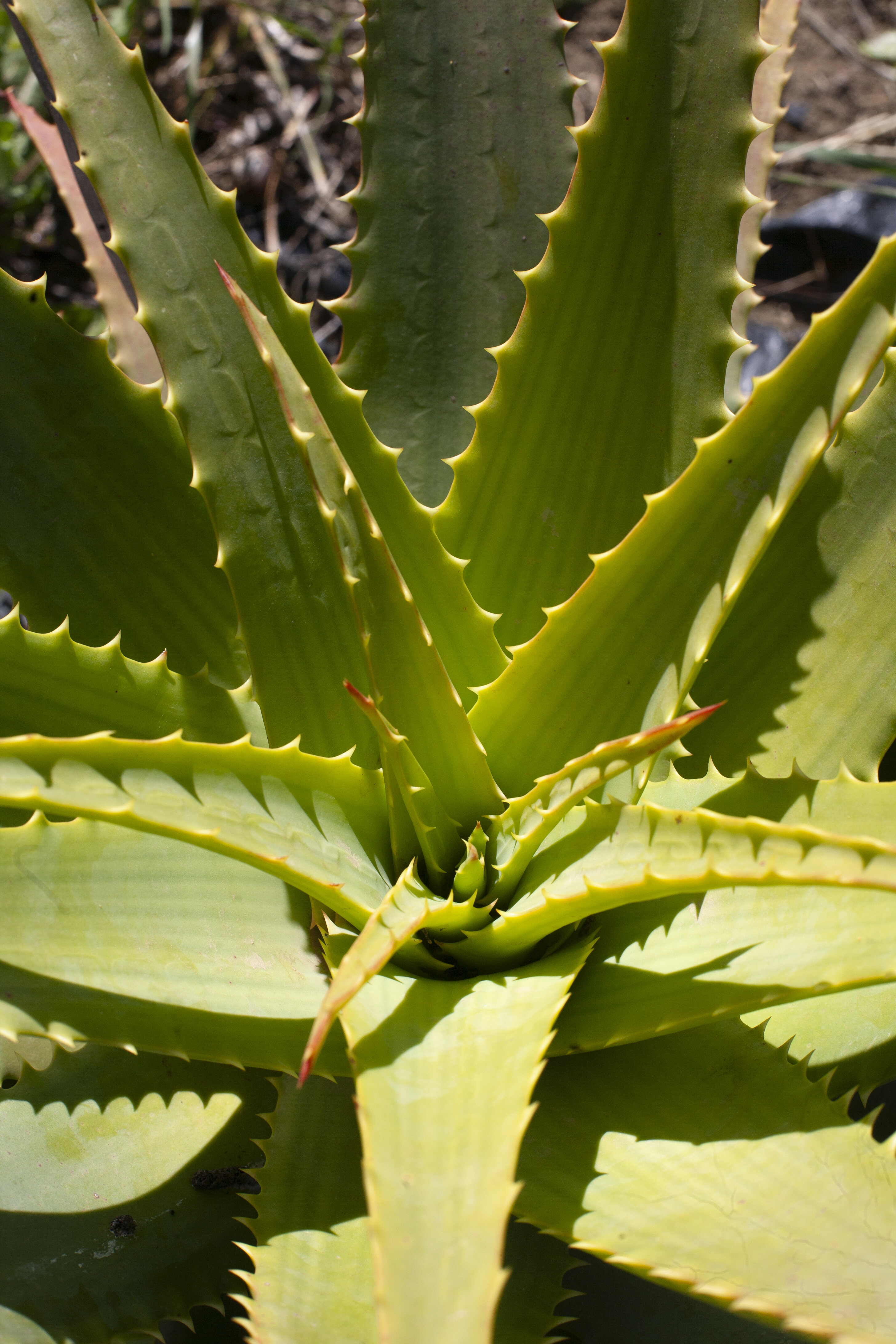 Aloe arborescens
