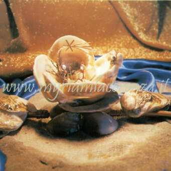 Miniatura di conchiglie - Premiato medaglia bronzo Esposto alla 29° Mostra 100 PRESEPI a Roma, Sale del Bramante, Piazza del Popolo - 2005