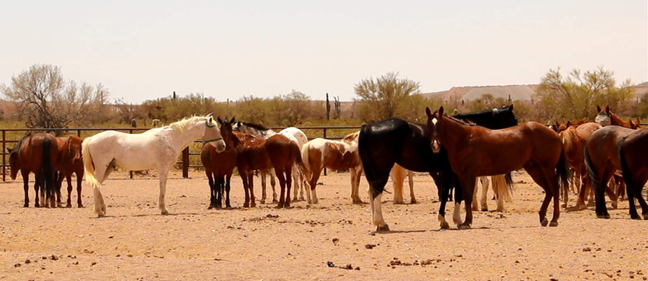 3496dc3fc316f83edbbc1524b5aefbb48481aa0a