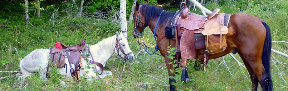 71c9b46dd4578e6eec368b52c736170e28c114e2