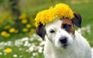 fiori di bach per animali