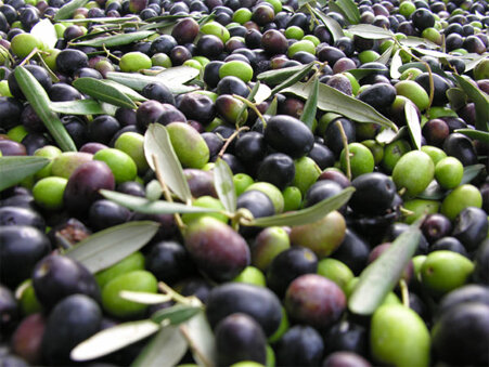 olive_1 olive_1