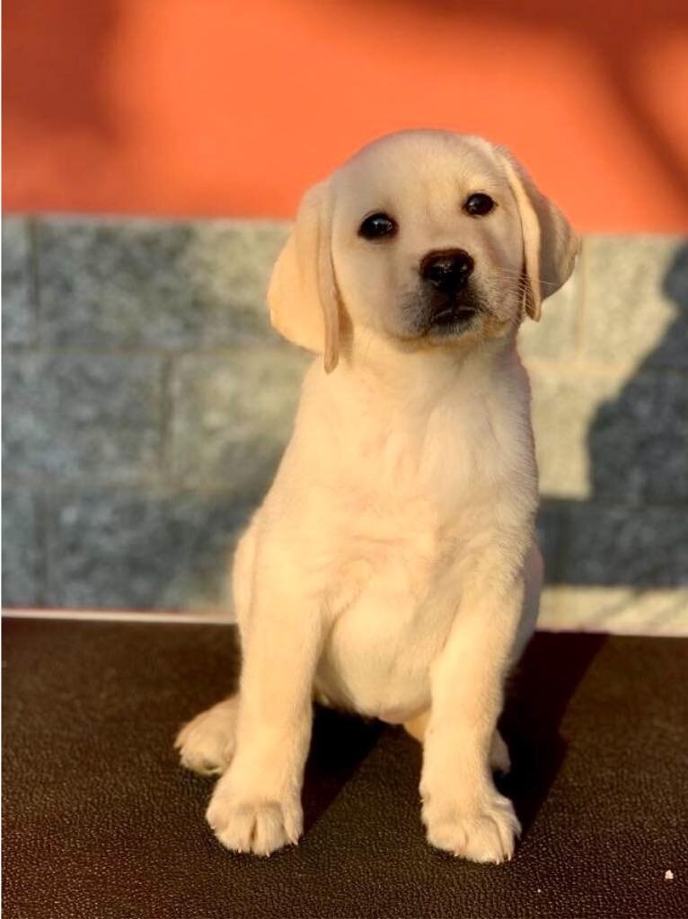 L'ultimo cucciolo L'ultimo cucciolo