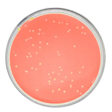 Test con capsula di Petri Eseguiamo test periodici per verificare l'efficacia del trattamento di sanificazione