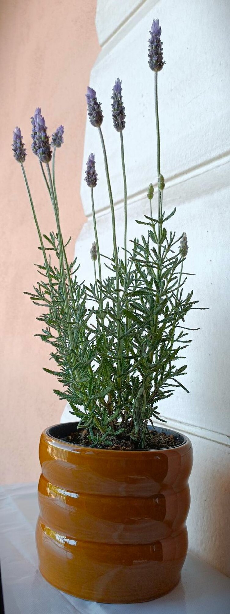 lavanda.jpeg