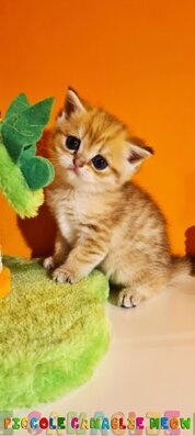 f1ac18be-8e0d-4faa-8bda-142695005d41.jpeg f1ac18be-8e0d-4faa-8bda-142695005d41.jpeg