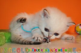 fb317e9e-e67c-4b78-9eb2-f31d0f8b3740.jpeg fb317e9e-e67c-4b78-9eb2-f31d0f8b3740.jpeg