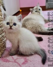 33a9bd28-9d2b-4536-b75c-1b15b981f264.jpeg 33a9bd28-9d2b-4536-b75c-1b15b981f264.jpeg