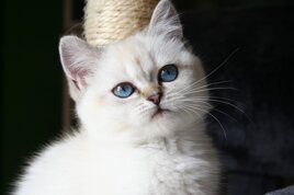 3407cc2d-e24b-41a1-929a-363d1235b805.jpeg 3407cc2d-e24b-41a1-929a-363d1235b805.jpeg