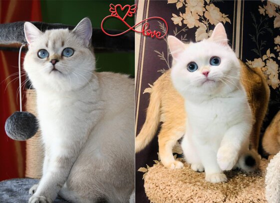 4ee195fa-f6f2-4403-9b5d-1e47de5983d3.jpeg 4ee195fa-f6f2-4403-9b5d-1e47de5983d3.jpeg